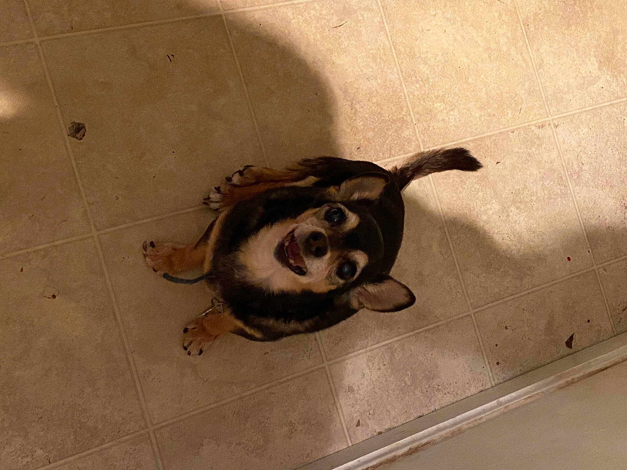 Fancy joined the competition — help win amazing prizes! art, canidae, carnivore, circle, companion_dog, dog, dog_breed, drawing, fawn, floor, flooring, fur, metal, paw, snout, sporting_group, tail, visual_arts, wood, working_animal