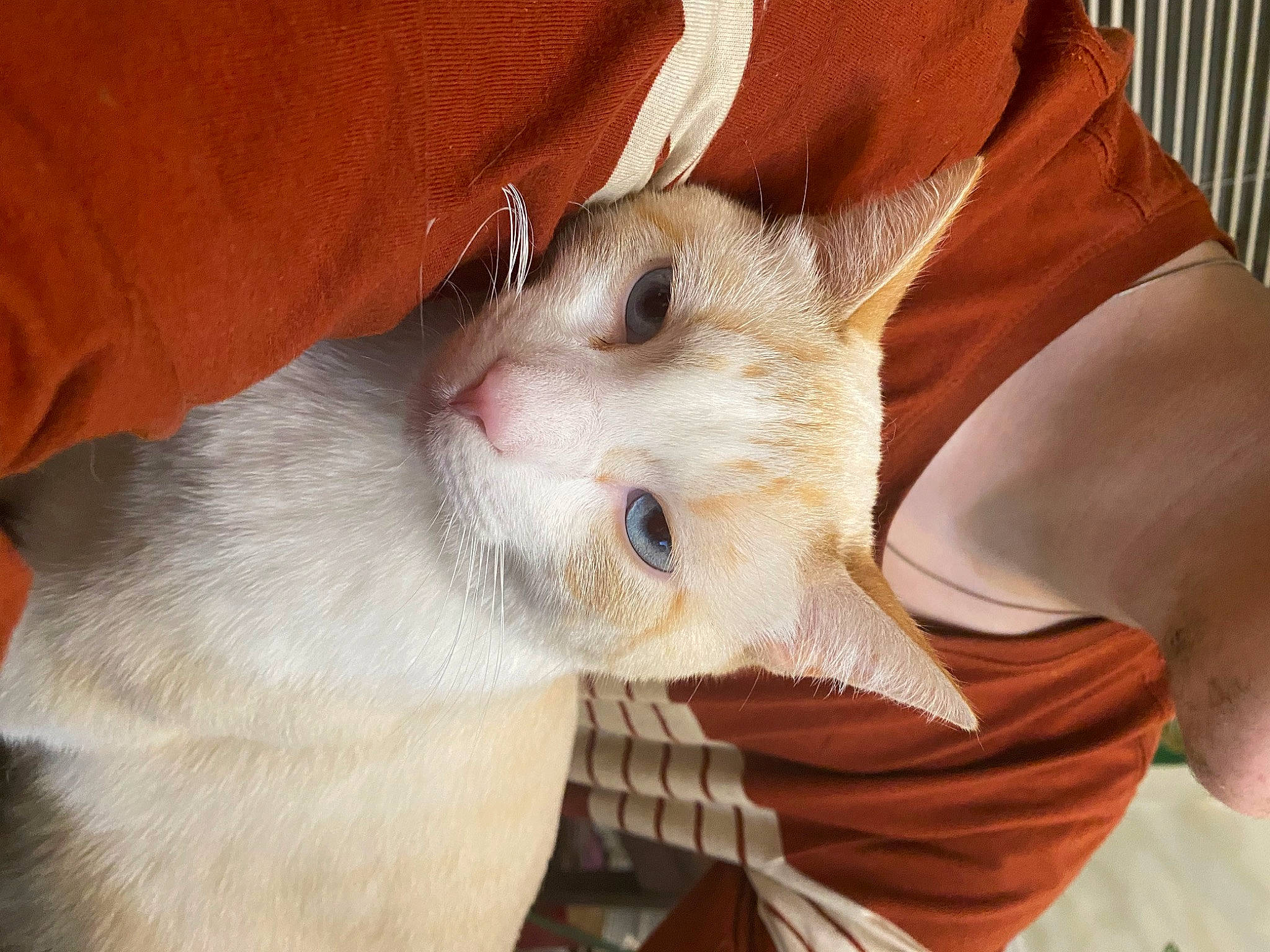 River is registered to the contest to win money with this photo: balinese, carnivore, cat, comfort, domestic_short_haired_cat, ear, eyelash, fawn, felidae, fur, paw, small_to_medium_sized_cats, snout, thai, whiskers