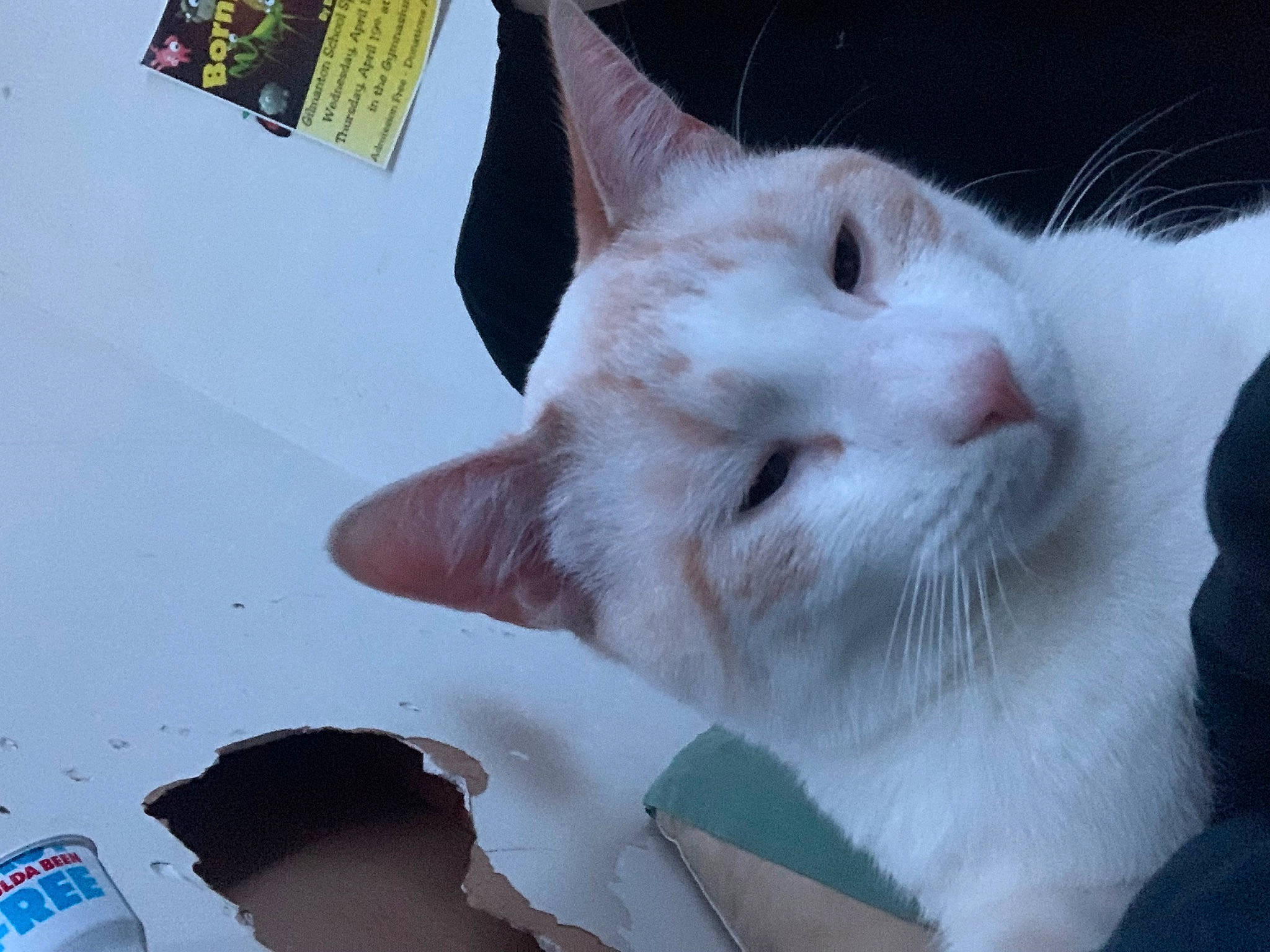 River joined the competition — help win amazing prizes! carnivore, cat, claw, domestic_short_haired_cat, felidae, fur, paw, small_to_medium_sized_cats, snout, tail, whiskers