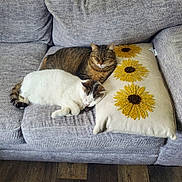 Gunny is registered to the contest to win money with this photo: cat, tabby_cat, white_cat, couch, cushion, pillow, sunflower, embroidery, sleeping, nap, pet, indoor, cozy, furniture, upholstery, paw, whiskers, companion, relaxed, home