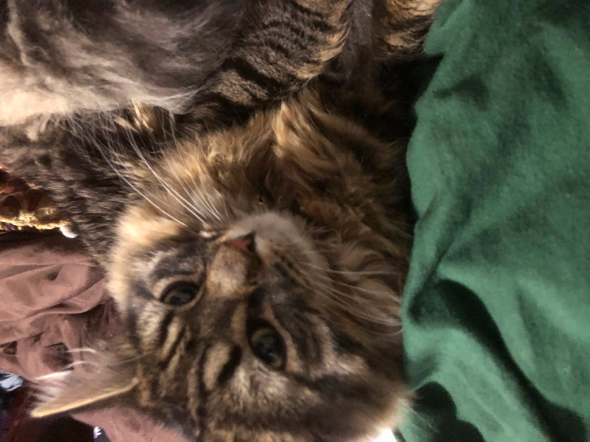 Mitten is registered to the contest to win money with this photo: big_cats, carnivore, cat, claw, cloud, comfort, darkness, domestic_short_haired_cat, ear, fawn, felidae, fur, mammal, paw, small_to_medium_sized_cats, snout, tail, terrestrial_animal, whiskers, wildlife