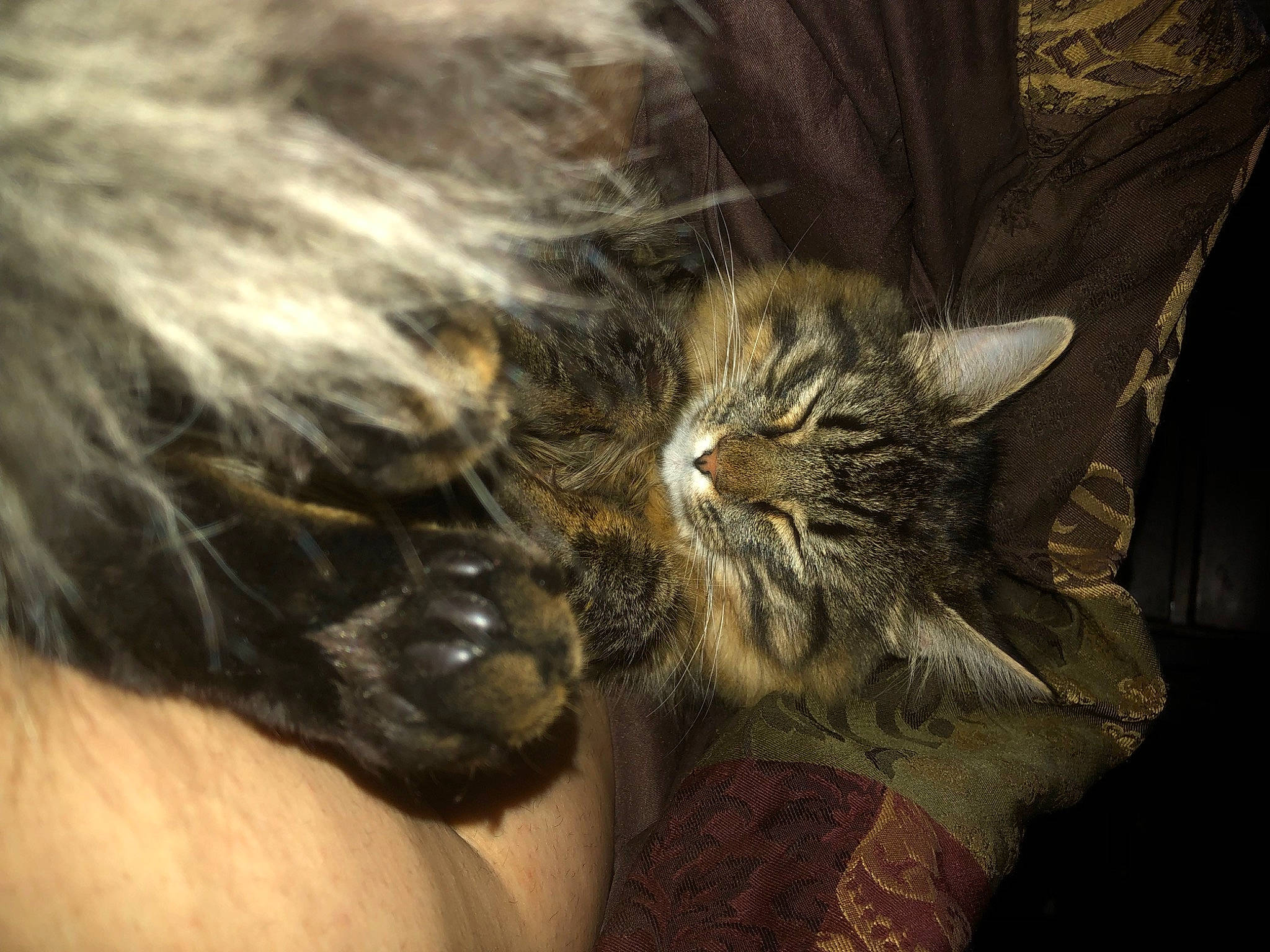 Mitten is registered to the contest to win money with this photo: carnivore, cat, claw, comfort, domestic_short_haired_cat, ear, eye, felidae, fur, gesture, human_leg, paw, small_to_medium_sized_cats, snout, tail, terrestrial_animal, whiskers, wildlife