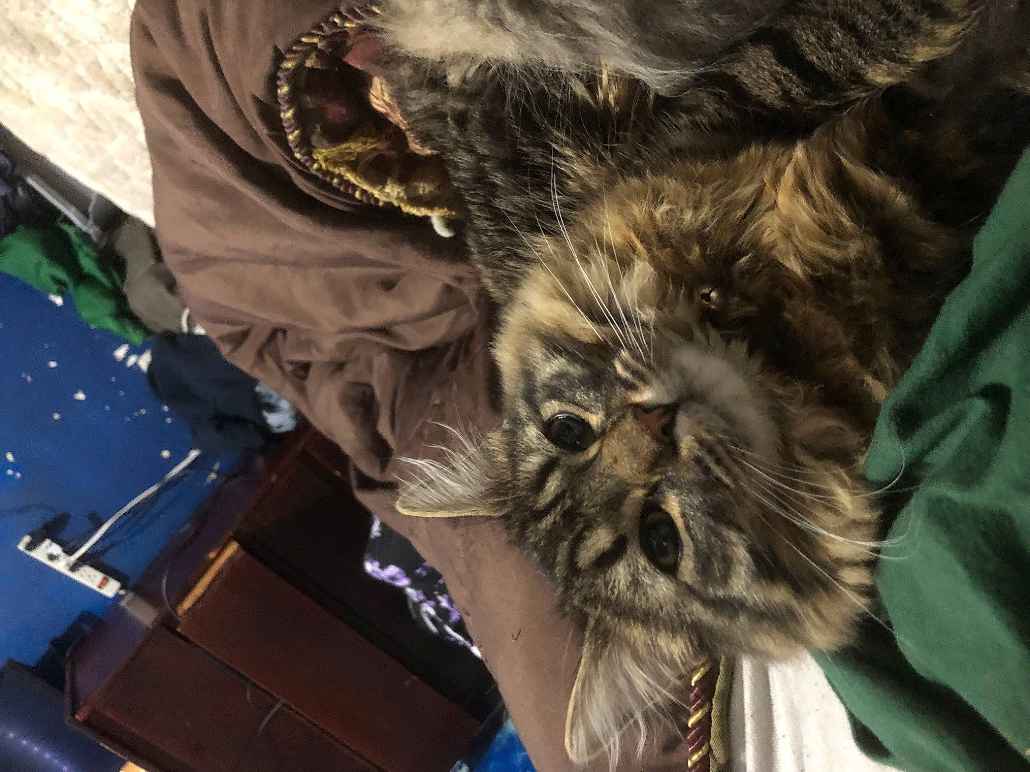 Mitten joined the competition — help win amazing prizes! accipitriformes, beard, big_cats, bird_of_prey, canidae, carnivore, claw, companion_dog, fashion_accessory, feather, felidae, fictional_character, fur, lion, small_to_medium_sized_cats, snout, terrestrial_animal, whiskers, wildlife, wing