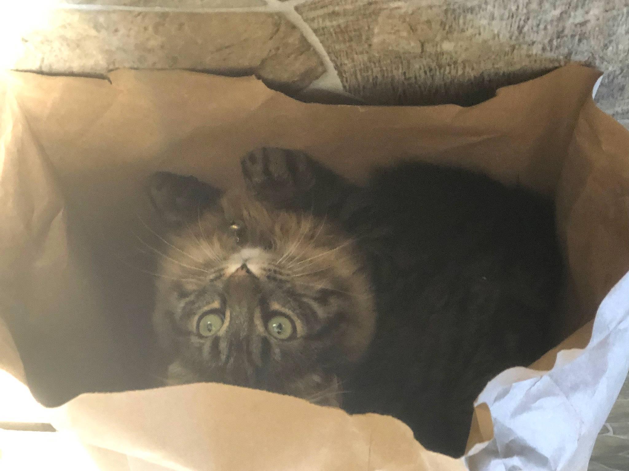 Mitten is registered to the contest to win money with this photo: box, canidae, carnivore, cat, comfort, companion_dog, dog_breed, domestic_short_haired_cat, fawn, felidae, fur, grey, mammal, nap, room, shipping_box, small_to_medium_sized_cats, terrestrial_animal, whiskers, wrinkle