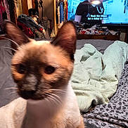 Sadie Blue joined the competition — help win amazing prizes! cat, blurred, bed, blanket, clothing, television, subtitle, room, furniture, indoor, curious, siamese_cat, face, ears, whiskers, patterned_sheet, clutter, door, hanger, wooden_furniture