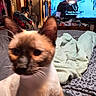 cat, blurred, bed, blanket, clothing, television, subtitle, room, furniture, indoor, curious, siamese_cat, face, ears, whiskers, patterned_sheet, clutter, door, hanger, wooden_furniture