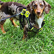 Ruger is registered to the contest to win money with this photo: accessories, animal, beagle, canine, collar, dog, field, grass, grassland, harness, hound, lawn, leash, nature, outdoors, pet, plant, pointer, puppy, strap