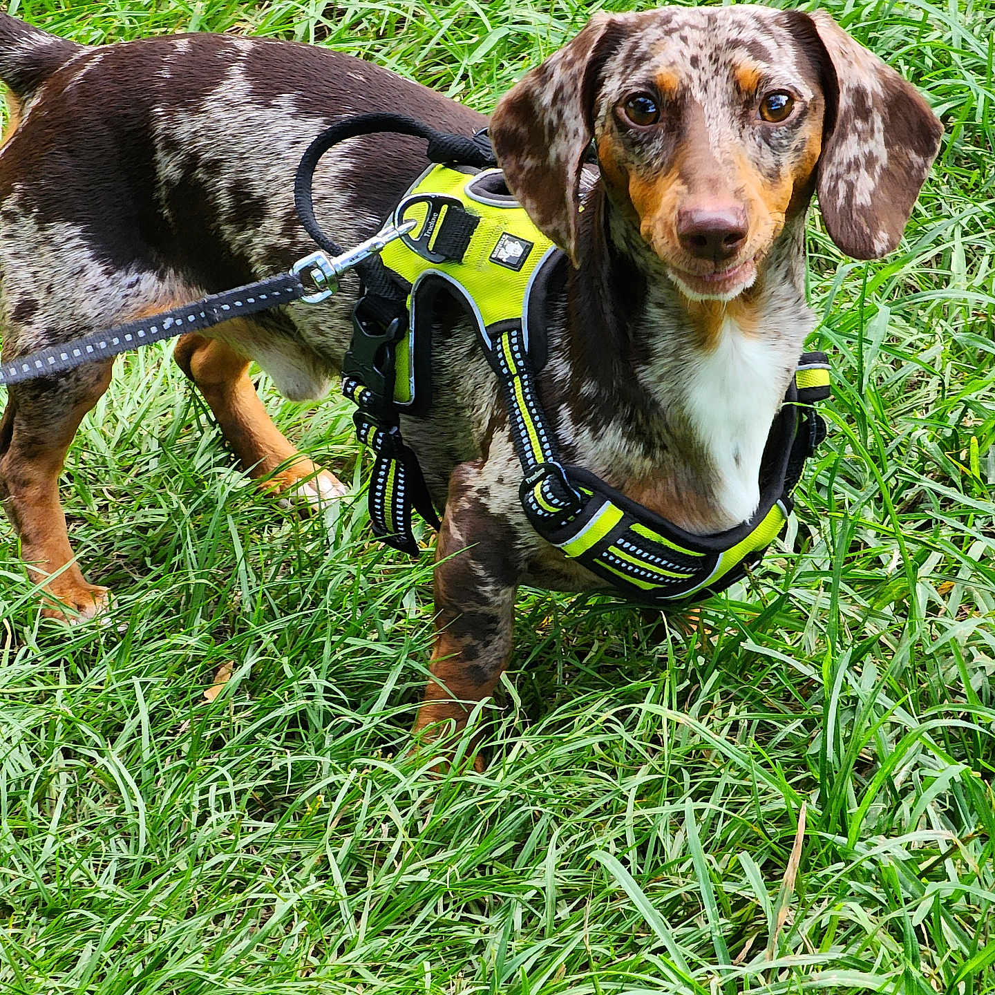 Ruger is registered to the contest to win money with this photo: accessories, animal, beagle, canine, collar, dog, field, grass, grassland, harness, hound, lawn, leash, nature, outdoors, pet, plant, pointer, puppy, strap