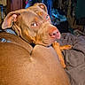dog, brown_dog, pet, animal, indoor, bed, blanket, fur, looking_back, ears, collar, light, shadow, room, clothes, hanger, casual, resting, cozy, portrait