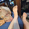 dog, pet, leg, foot, toenails, blue_nail_polish, fan, furniture, indoor, relaxing, crate, wooden_post, human, skin, resting, comfort, casual, home, nail_polish, closeup