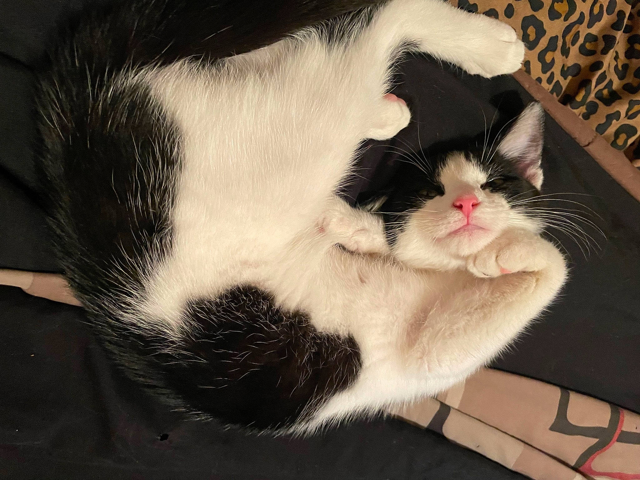 Lola is registered to the contest to win money with this photo: box, carnivore, cat, claw, comfort, domestic_short_haired_cat, ear, felidae, foot, fur, paw, pet_supply, small_to_medium_sized_cats, snout, tail, whiskers