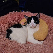 Lola is registered to the contest to win money with this photo: cat, black_and_white_cat, fluffy_bed, pink_bed, yellow_pillow, pet, indoor, cozy, relaxed, feline, animal, cute, resting, looking_at_camera, soft_texture, home, domestic_cat, whiskers, ears, fur