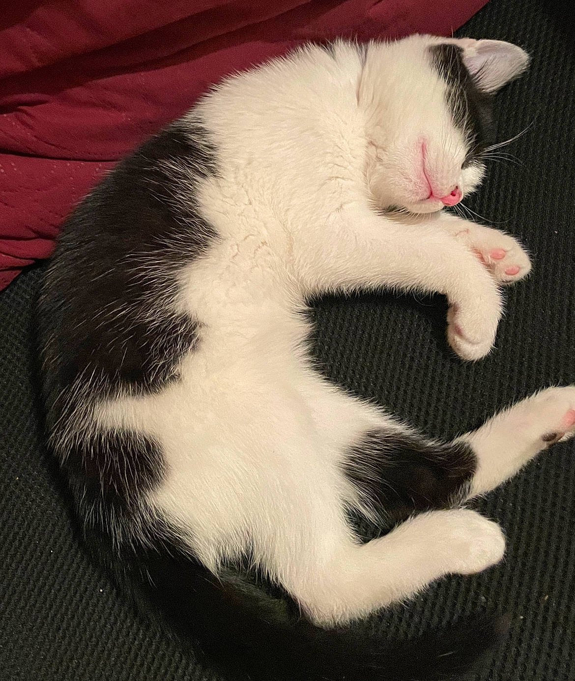 Lola is registered to the contest to win money with this photo: carnivore, cat, claw, comfort, domestic_short_haired_cat, eye, felidae, foot, fur, nap, paw, small_to_medium_sized_cats, tail, terrestrial_animal, whiskers