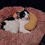 Lola joined the competition — help win amazing prizes! cat, black_and_white, fluffy_bed, pink, yellow_pillow, indoor, pet, feline, resting, curious, cozy, fur, animal, cute, domestic, wide_eyes, soft, relaxed, sleeping_area, comfort