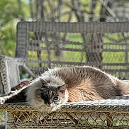 Charlotte joined the competition — help win amazing prizes! cat, fluffy, blue_eyes, wicker_bench, outdoor, nature, greenery, relaxing, sunlight, pet, animal, feline, resting, portrait, closeup, cute, cozy, summer, daylight, domestic_cat