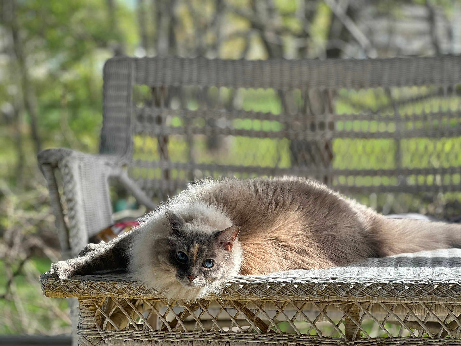 Charlotte joined the competition — help win amazing prizes! cat, fluffy, blue_eyes, wicker_bench, outdoor, nature, greenery, relaxing, sunlight, pet, animal, feline, resting, portrait, closeup, cute, cozy, summer, daylight, domestic_cat