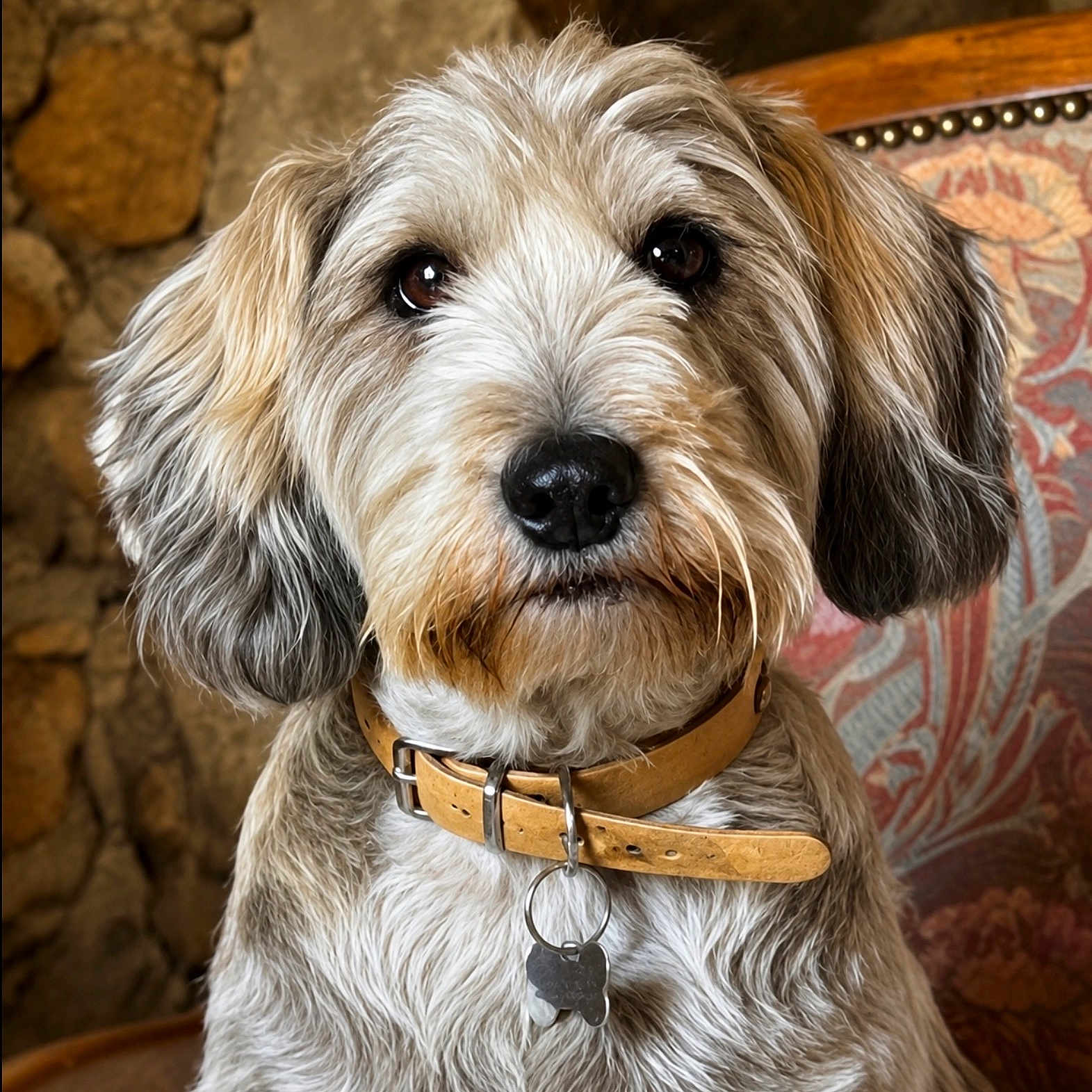 Sam participe au concours pour gagner de l'argent avec cette photo : dog, pet, portrait, close_up, shaggy_fur, floppy_ears, brown_and_white, collar, dog_tag, sitting, indoors, rustic, stone_wall, cushion, patterned_fabric, long_hair, black_nose, brown_eyes, animal_photography, cute