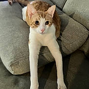 Miu joined the competition — help win amazing prizes! cat, orange_and_white, stretching, paws, couch, gray, feline, indoor, pet, relaxed, fur, whiskers, ears, tail, home, animal, looking, cute, curious, resting