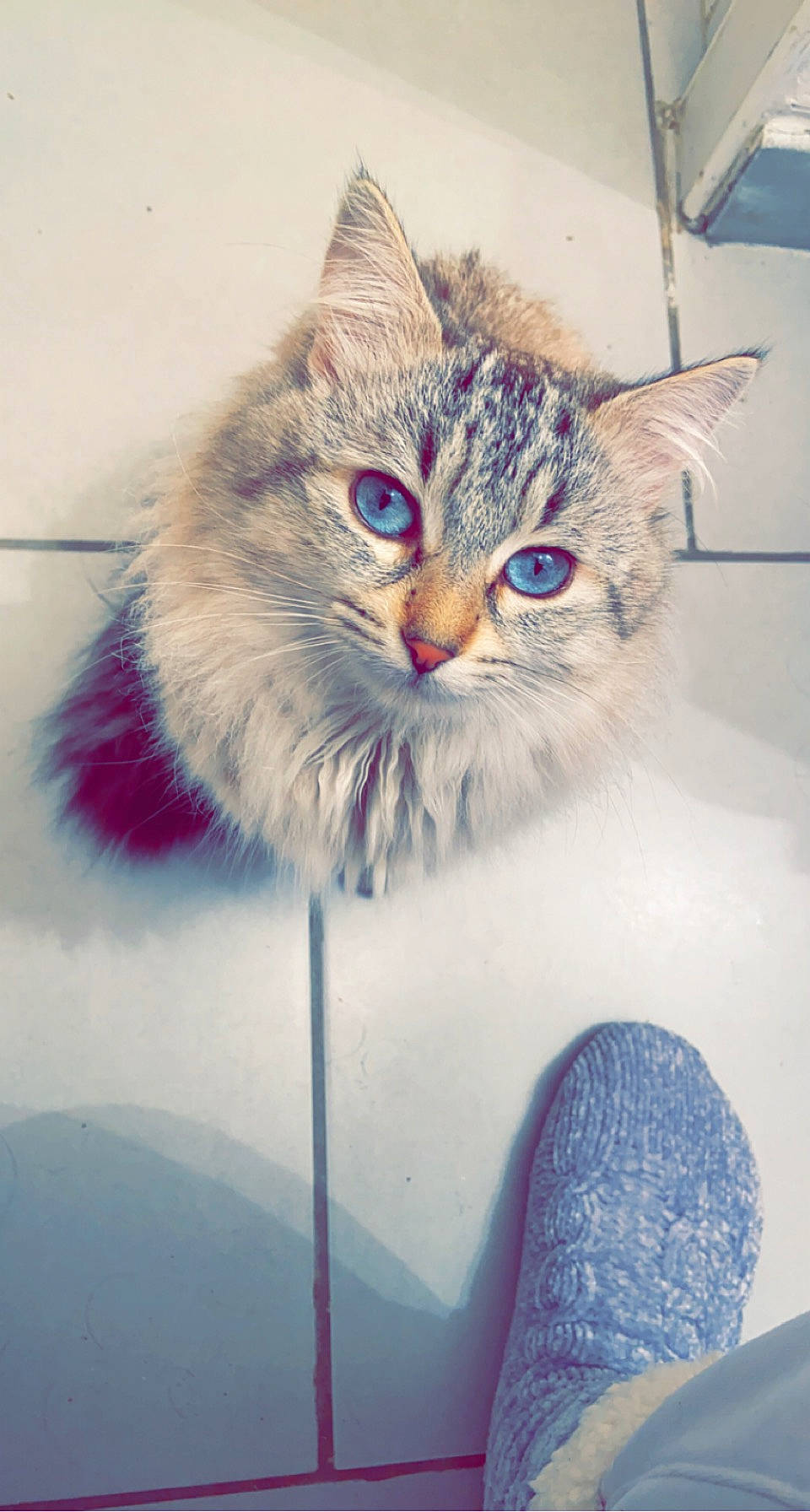 Balloo a rejoint le concours — aidez-le/la à gagner de superbes lots ! british_longhair, carnivore, cat, domestic_short_haired_cat, electric_blue, eye, felidae, freezing, fur, happy, iris, paw, photo_caption, small_to_medium_sized_cats, snout, tail, whiskers, winter