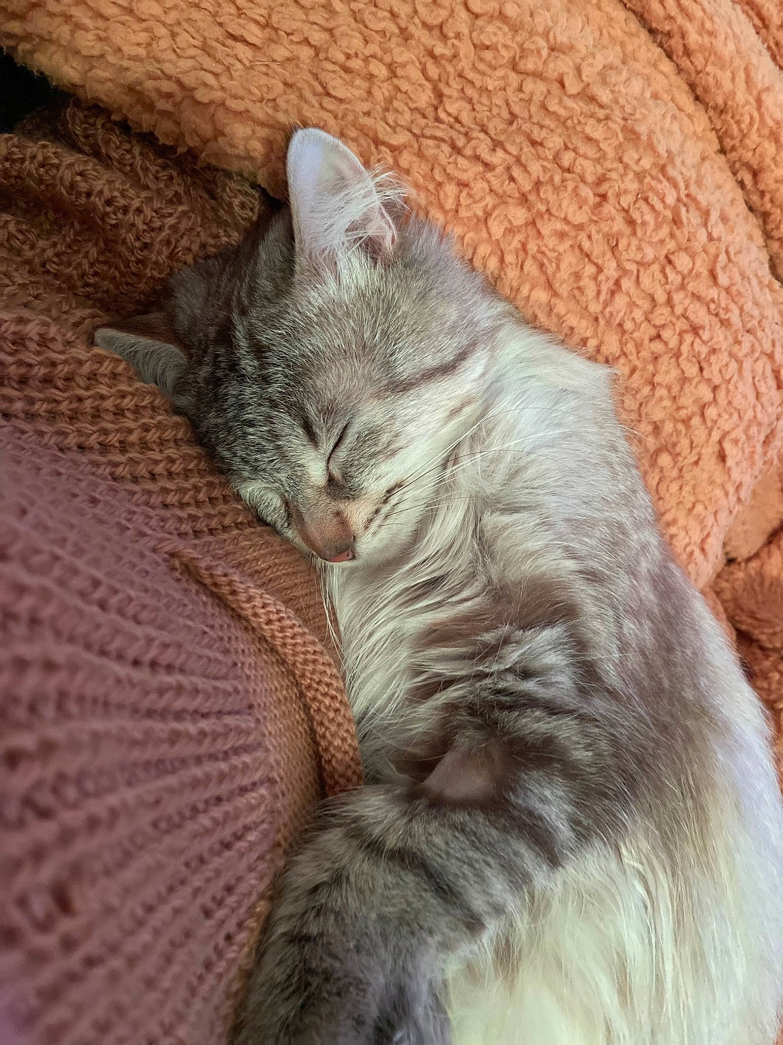 Balloo a rejoint le concours — aidez-le/la à gagner de superbes lots ! carnivore, cat, claw, comfort, domestic_short_haired_cat, fawn, felidae, fur, grey, nap, paw, sitting, small_to_medium_sized_cats, tail, terrestrial_animal, whiskers, window, woven_fabric, wrinkle