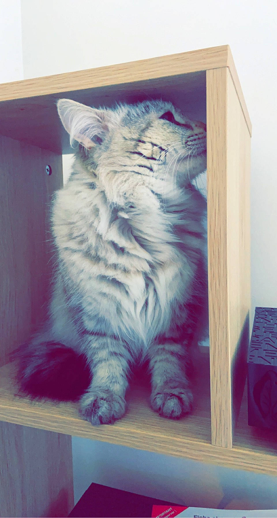 Balloo participe au concours pour gagner de l'argent avec cette photo : art, carnivore, cat, electric_blue, felidae, flooring, fur, glass, grey, hardwood, paint, painting, pattern, rectangle, small_to_medium_sized_cats, snout, tail, whiskers, window, wood