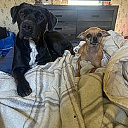 Dasiy joined the competition — help win amazing prizes! dog, dogs, black_dog, chihuahua, large_dog, small_dog, pets, animal, bed, blanket, bedroom, indoors, portrait, sitting, lying_down, black_and_brown, white_chest, floppy_ears, pointed_ears, television