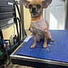 Dasiy is registered to the contest to win money with this photo: dog, chihuahua, pet, animal, portrait, sitting, bandana, grooming, grooming_table, indoor, dog_salon, large_ears, short_hair, brown_fur, black_nose, looking_at_camera, blue_mat, tools, door, photography