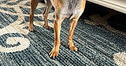 Dasiy is registered to the contest to win money with this photo: dog, chihuahua, small_dog, standing, indoors, portrait, large_ears, brown_fur, black_muzzle, curled_tail, collar, rug, patterned_rug, carpet, furniture, chair, toy, home, alert, pet