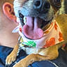 Dasiy joined the competition — help win amazing prizes! dog, small_dog, puppy, brown_fur, white_fur, large_eyes, tongue_out, open_mouth, happy, playful, floral_bandana, collar, leash, sitting, paws, close_up, portrait, indoor, person, blue_fabric
