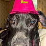 Cookie is registered to the contest to win money with this photo: dog, black_dog, party_hat, birthday, number_two, portrait, close_up, indoors, bed, bedding, black_fur, floppy_ears, brown_eyes, pet, animal, wearing_hat, celebration, pink, gold, funny