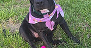 Cookie is registered to the contest to win money with this photo: dog, black_dog, easter, bunny_ears, bandana, outdoor, grass, colorful_eggs, plastic_eggs, holiday, spring, sitting, pet, canine, portrait, nature, forest, festive, pink_accessories, easter_egg_hunt
