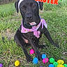 dog, black_dog, easter, bunny_ears, bandana, outdoor, grass, colorful_eggs, plastic_eggs, holiday, spring, sitting, pet, canine, portrait, nature, forest, festive, pink_accessories, easter_egg_hunt