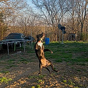 Cookie is registered to the contest to win money with this photo: dog, canine, jumping, standing, outdoor, backyard, park, trees, bare_trees, blue_sky, sunlight, grass, dirt, trampoline, barrel, fence, rural, playful, action_shot, animal