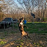 dog, canine, jumping, standing, outdoor, backyard, park, trees, bare_trees, blue_sky, sunlight, grass, dirt, trampoline, barrel, fence, rural, playful, action_shot, animal