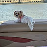 dog, water, boat, outdoor, pet, canine, fur, relaxing, leisure, summer, sunny, daytime, harness, seat, towel, building, architecture, sky, nature, vacation