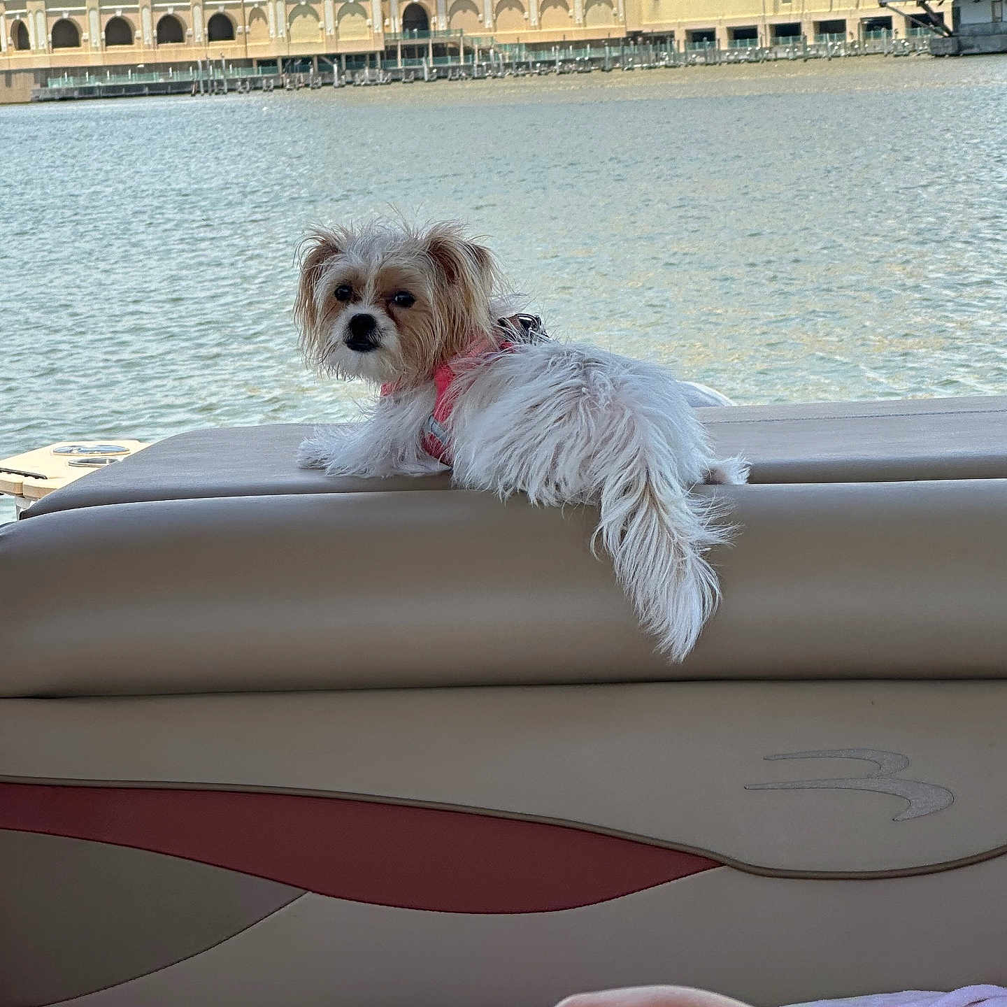 Lily