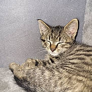 Symba participe au concours pour gagner de l'argent avec cette photo : animal, calm, cat, closeup, cozy, cute, ears, feline, fur, gray, indoor, kitten, pet, resting, sleeping, soft, tabby, tail, whiskers, young