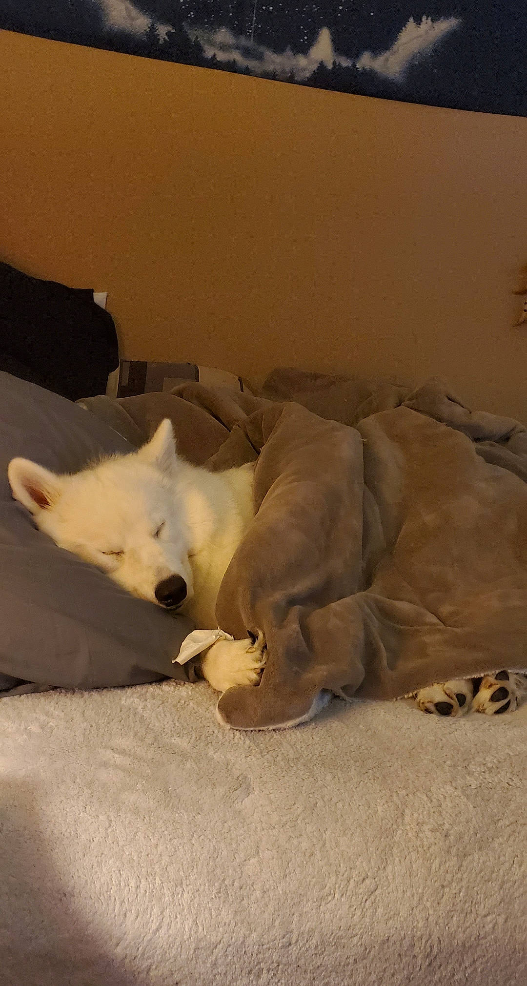 Sativa joined the competition — help win amazing prizes! berger_blanc_suisse, canidae, carnivore, dog, dog_breed, kishu, korean_jindo_dog, mammal, non_sporting_group, samoyed, white_shepherd