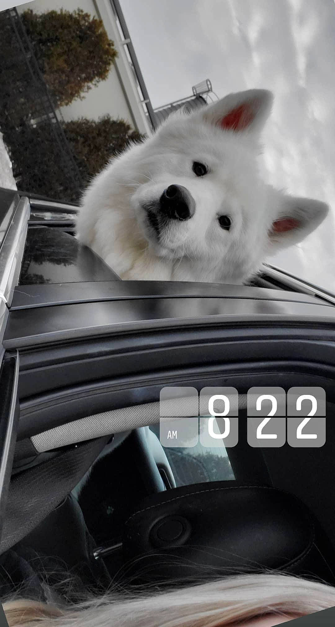 Sativa is registered to the contest to win money with this photo: auto_part, automotive_window_part, canidae, car, carnivore, dog, dog_breed, driving, family_car, non_sporting_group, samoyed, snout, vehicle, vehicle_door, windshield
