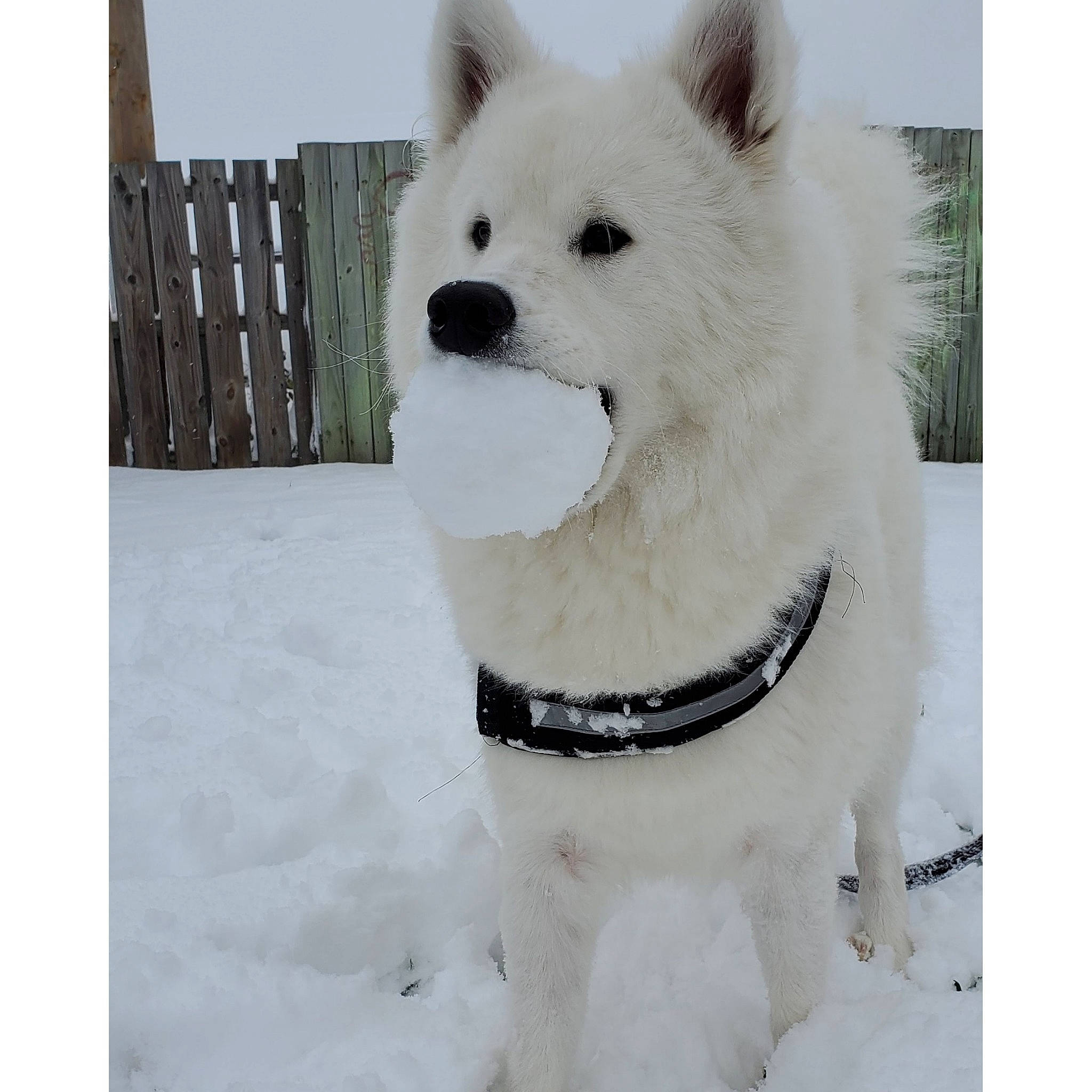 Sativa is registered to the contest to win money with this photo: american_eskimo_dog, berger_blanc_suisse, canadian_eskimo_dog, canidae, carnivore, companion_dog, dog, dog_breed, hokkaido, kishu, korean_jindo_dog, mammal, non_sporting_group, rare_breed_dog, samoyed, snow, vertebrate, white, white_shepherd, winter