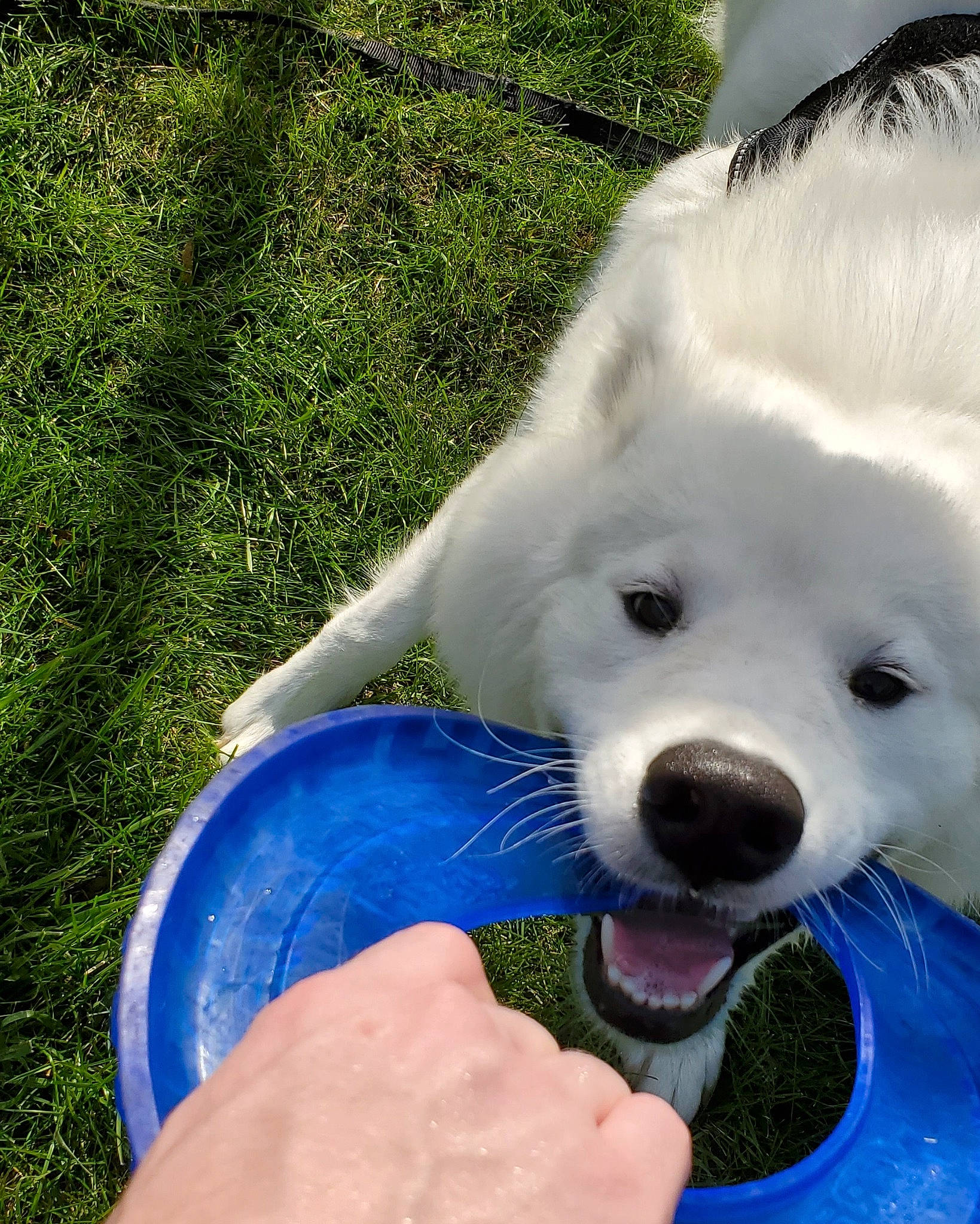 Sativa joined the competition — help win amazing prizes! american_eskimo_dog, berger_blanc_suisse, canidae, carnivore, companion_dog, dog, dog_breed, japanese_spitz, kintamani, mammal, non_sporting_group, nose, samoyed, spitz, vertebrate, volpino_italiano, white_shepherd