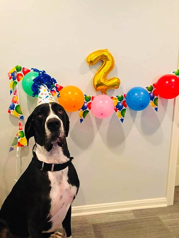 Auggie joined the competition — help win amazing prizes! balloon, canidae, carnivore, collar, companion_dog, dog, dog_breed, dog_collar, dog_supply, party_supply, pet_supply, snout, sporting_group, tail, working_animal, working_dog