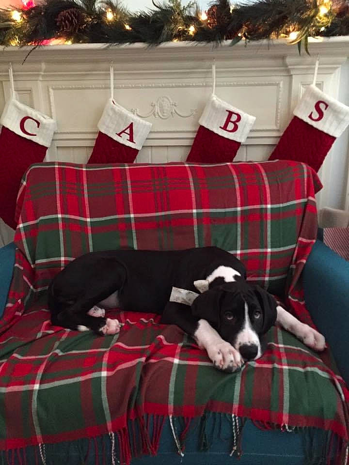 Auggie is registered to the contest to win money with this photo: carnivore, christmas, christmas_decoration, christmas_eve, companion_dog, dog, dog_breed, furniture, holiday, home, home_accessories, interior_design, linens, pattern, plaid, red, room, tartan, textile