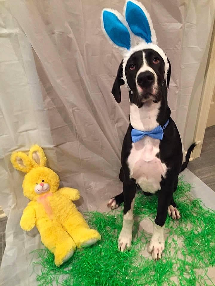 Auggie joined the competition — help win amazing prizes! baby_products, baby_toys, canidae, carnivore, collar, companion_dog, dog, dog_breed, dog_collar, dog_supply, dog_toy, fur, pet_supply, plush, sporting_group, stuffed_toy, toy, vertebrate, working_animal, working_dog