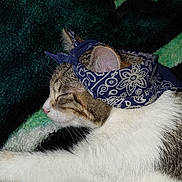 Cali joined the competition — help win amazing prizes! cat, bandana, sleeping, pet, animal, fur, whiskers, closeup, indoor, blanket, pattern, striped, star, resting, cute, domestic, cozy, sideview, relaxed, feline