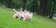 Hepice a rejoint le concours — aidez-le/la à gagner de superbes lots ! dog, golden_retriever, grass, park, trees, outdoor, nature, rolling, happy, playful, canine, animal, greenery, summer, daylight, pet, fur, wildflowers, joy, relaxation