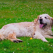 Hepice participe au concours pour gagner de l'argent avec cette photo : dog, golden_retriever, grass, flower, outdoor, animal, pet, lying_down, tongue_out, nature, summer, greenery, canine, relaxed, fur, mammal, playful, companion, field, happy