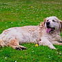 dog, golden_retriever, grass, flower, outdoor, animal, pet, lying_down, tongue_out, nature, summer, greenery, canine, relaxed, fur, mammal, playful, companion, field, happy