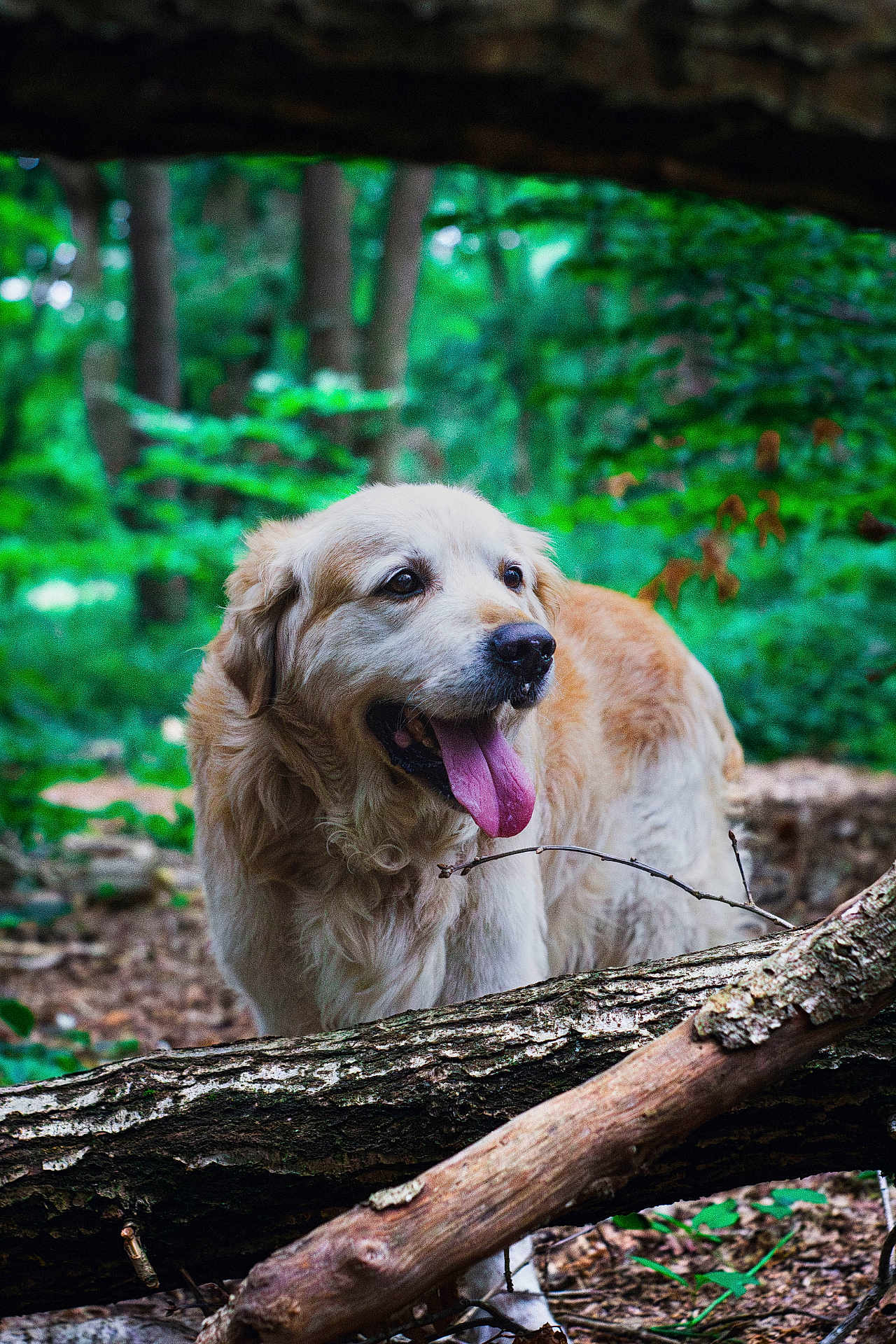 Hepice participe au concours pour gagner de l'argent avec cette photo : dog, golden_retriever, tongue_out, forest, outdoor, nature, greenery, tree_trunk, wood, animal, pet, canine, happy, playful, mammal, fur, leaves, daylight, walking, adventure