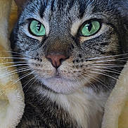 Merida joined the competition — help win amazing prizes! blanket, cat, close_up, cozy, cute, domestic_animal, ears, feline, fur, green_eyes, indoor, muzzle, nose, pet, portrait, relaxed, soft_texture, striped_fur, tabby, whiskers